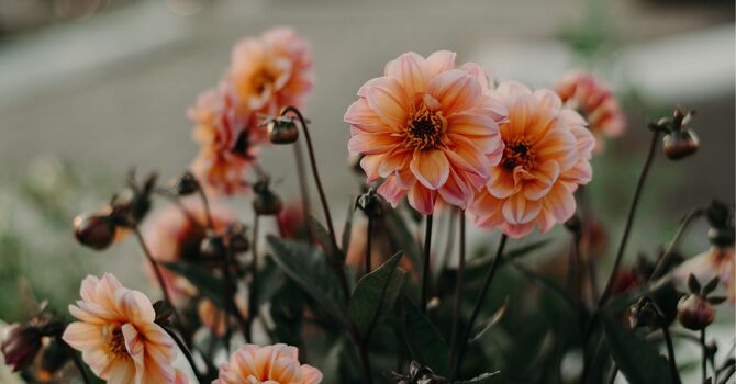 Sports Massage Therapy